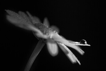 flower with waterdrop