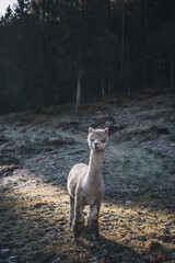 llama in the woods
