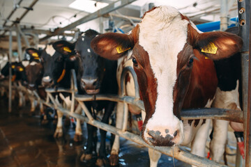 Cows on Farm. Cows eating hay in the stable.