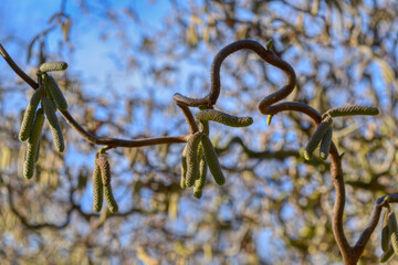 branches