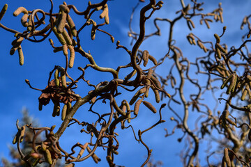 branches and sky