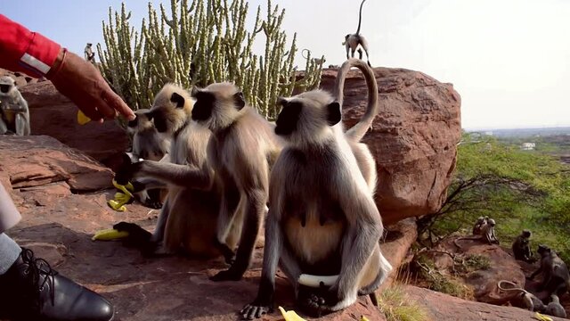 good hearted person feeding monkey banana on a mountain cliff, monkey takes two bananas