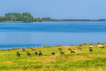 A flock of Canadian Geese gathers next to the shoreline of Rutland Water reservoir in summertime