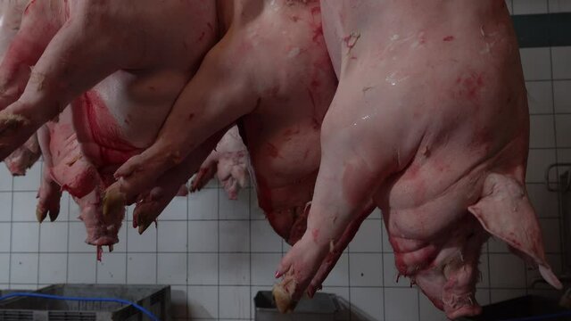 Group of pigs hanging in slaughterhouse