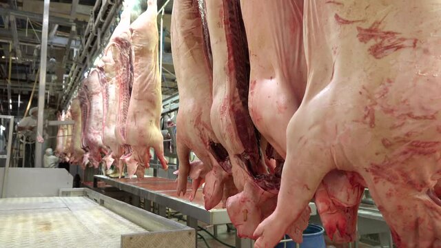 Workers in the cutting chain of pigs in the meat industry hung pigs