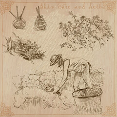 herbs, clean, scent and skin care. Collection, pack of freehand vector sketches.