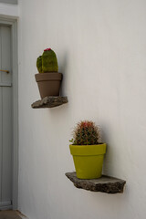 cactus in a pot in Greece