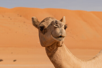 camel in the desert in Wahiba Sands in Oman