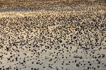 Beach abstract, wet sand reflecting sunlight during sunset