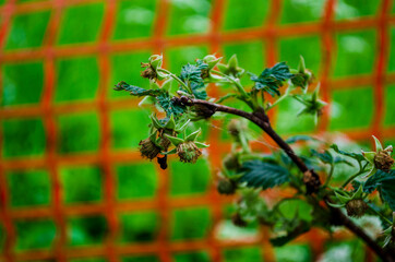 blackberries in the village at their summer cottage .