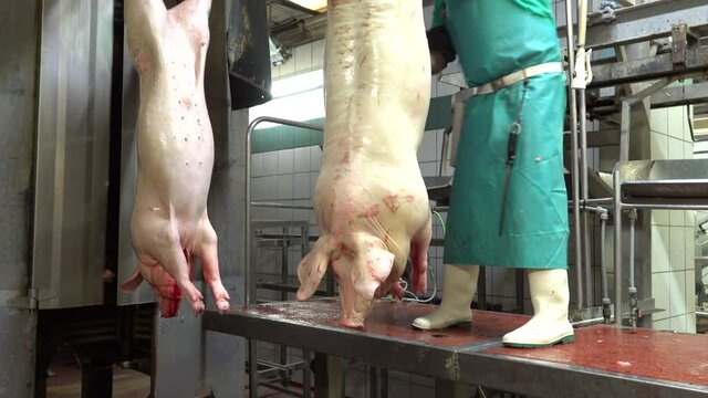 Butcher removing guts from pigs in slaughterhouse chain meat industry
