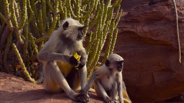 gray langur monkey sitting on a cliff eating banana, monkey peels banana then eats it