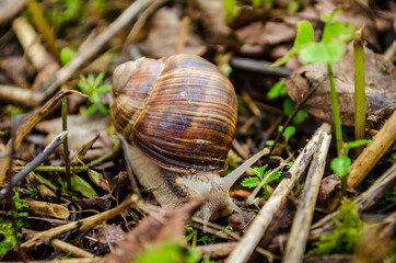 snail crawling on the ground at their summer cottage .