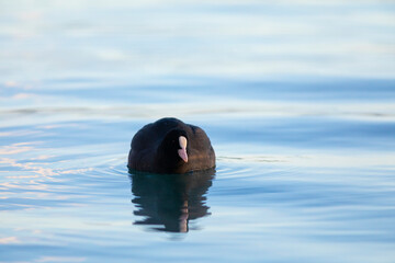 Focha común (fulica atra) nadando en un lago al amanecer