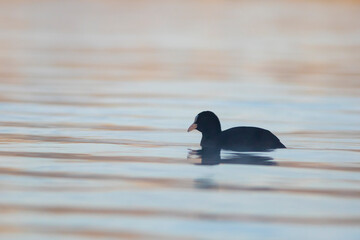 Focha común (fulica atra) nadando en un lago al amanecer