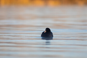 Focha común (fulica atra) nadando en un lago al amanecer