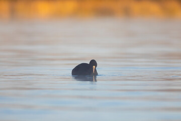 Focha común (fulica atra) nadando en un lago al amanecer