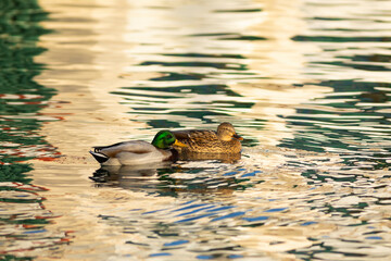Ánade real o azulón (Anas platyrhynchos)​ nadando en un lago al amanecer