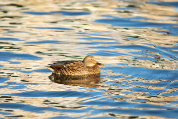 Ánade real o azulón (Anas platyrhynchos)​ nadando en un lago al amanecer