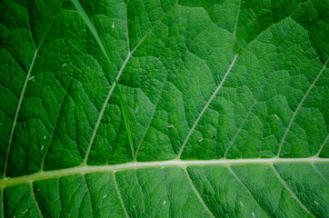 Fototapeta na wymiar tobacco leaf structure, background from large green burdock .