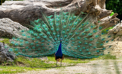 Obraz premium Indian Peacock or Blue Peacock, Pavo cristatus