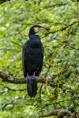 The great cormorant, Phalacrocorax carbo sitting on a branch