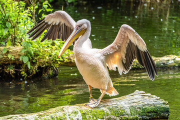 Great White Pelican, Pelecanus onocrotalus in a park