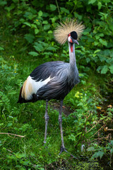 Black Crowned Crane, Balearica pavonina in a park