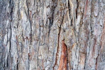 Tree Bark Texture for Background.