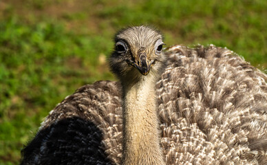 Darwin's rhea, Rhea pennata also known as the lesser rhea.