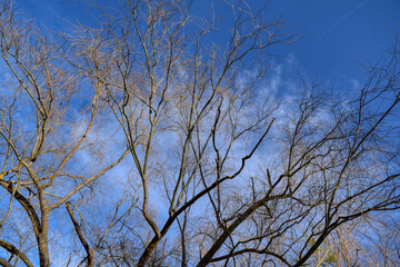 tree branches against sky