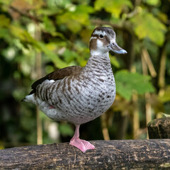 Wild duck at the Kleinhesseloher Lake in English Garden in Munich, Germany