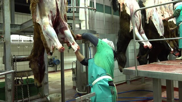 Worker skinning horse hung in slaughterhouse