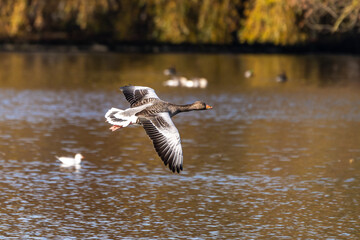 The flying greylag goose, Anser anser is a species of large goose