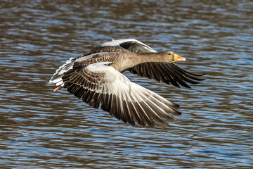 The flying greylag goose, Anser anser is a species of large goose