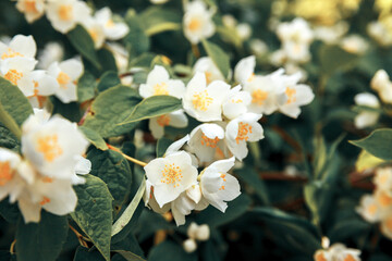 Beautiful white jasmine blossom flowers in spring time. Background with flowering jasmin bush. Inspirational natural floral spring blooming garden or park. Flower art design. Aromatherapy concept.