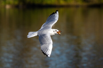 The European Herring Gull, Larus argentatus is a large gull