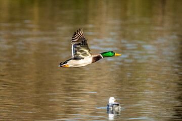 Obraz premium Wild duck or mallard, Anas platyrhynchos flying over a lake
