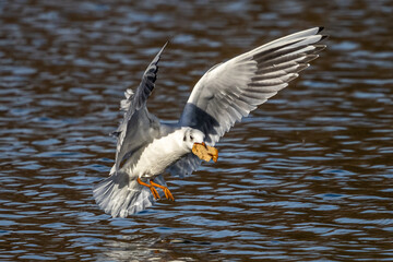 The European Herring Gull, Larus argentatus is a large gull