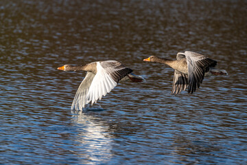 The flying greylag goose, Anser anser is a species of large goose