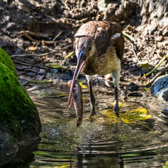 Glossy ibis, Plegadis falcinellus eating a fish