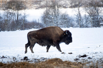European Bison, Bison bonasus