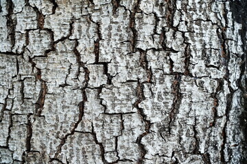 Obraz premium Tree Bark Texture for Background.