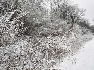 Snow Covered Trees: After a fresh snowfall, trees along a path in the woods are covered in snow on their branches
