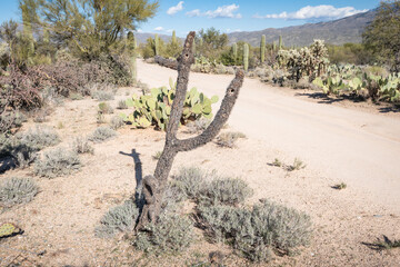 Chola tree in the desert