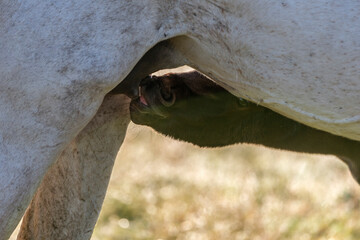 Foal drinking milk from mare.
