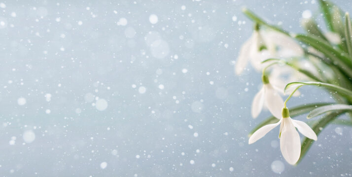 6,666 Common Snowdrop Royalty-Free Photos and Stock Images | Shutterstock