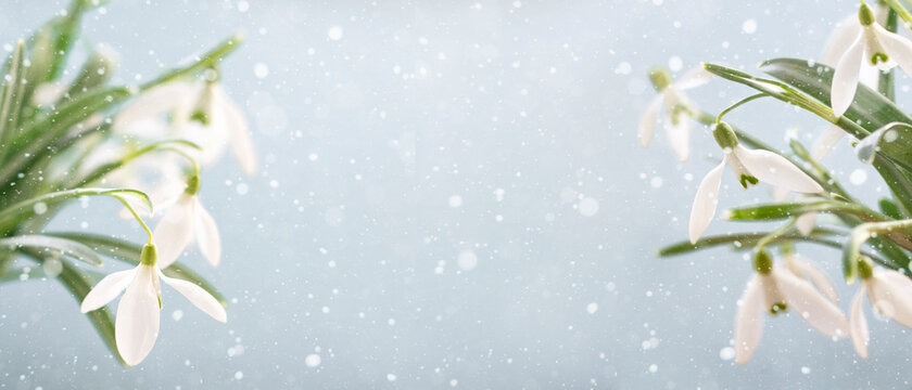 White snowdrops on a blue background with copy space, selective focus. Banner