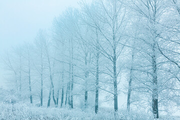 Winter Landscape, trees covered with snow, Germany,  Winter Forest