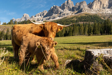 cows in the mountains in the Dolomites, Italy